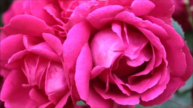 玫瑰, 玫瑰花瓣, 红色的, 开花, 攀爬的玫瑰, 在风中