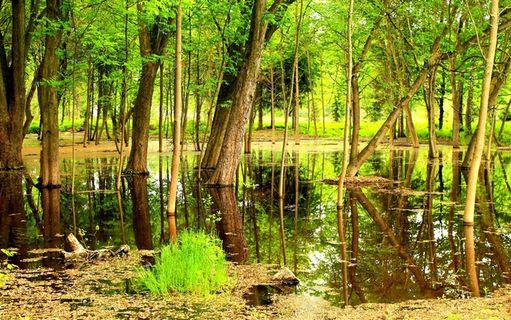 绿色清新树林图片