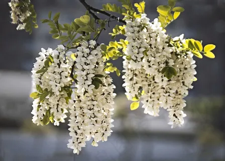 春天白色花簇图片 春天白色花簇图片