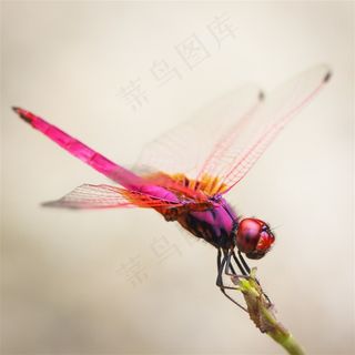 蜻蜓昆虫特写素材