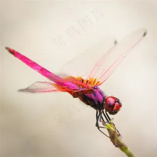 蜻蜓昆虫特写素材