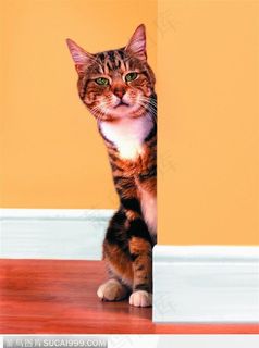 宠物猫（害羞）