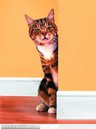 宠物猫（害羞）