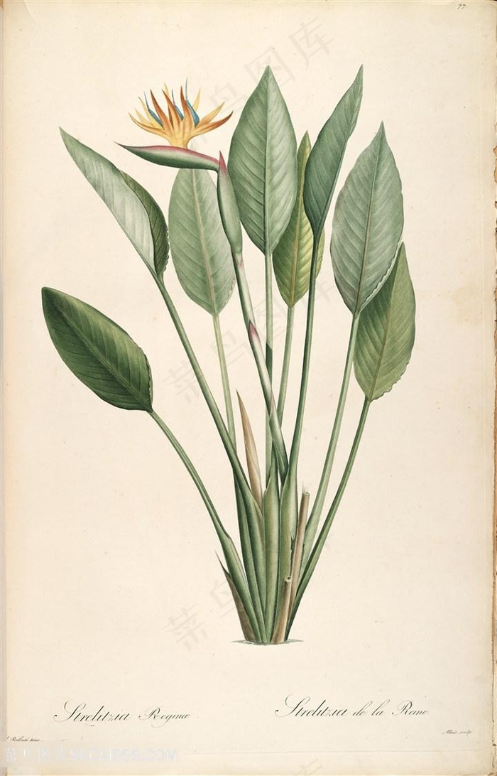 雷杜德原版高清花草唯美绿叶植物插画