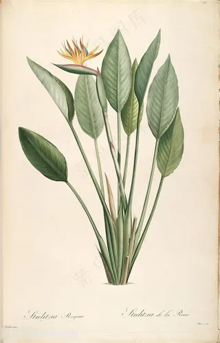 雷杜德原版高清花草唯美绿叶植物插画