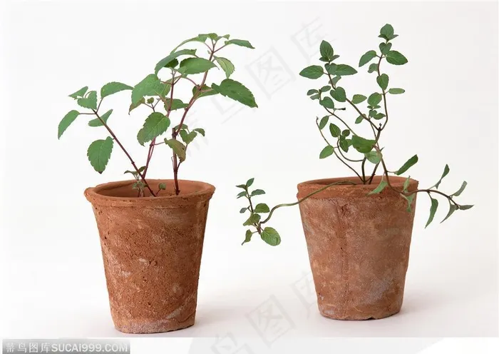 园艺工具-褐色花盆中的植物