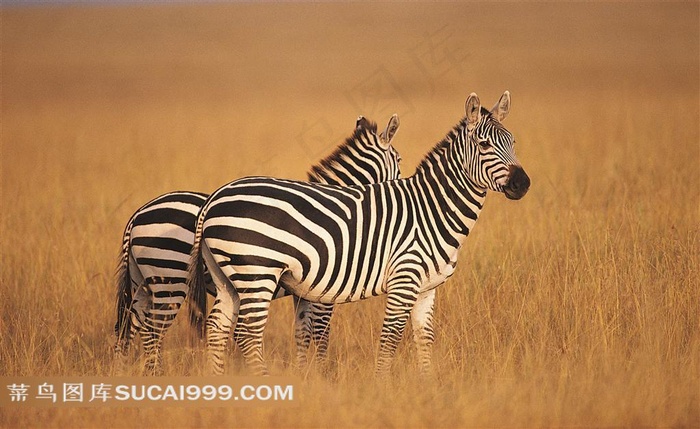 草原上的野生斑马