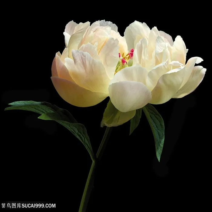 超高清唯美白芍药鲜花图片素材