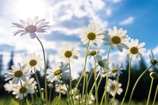 阳光下的小雏菊摄影图