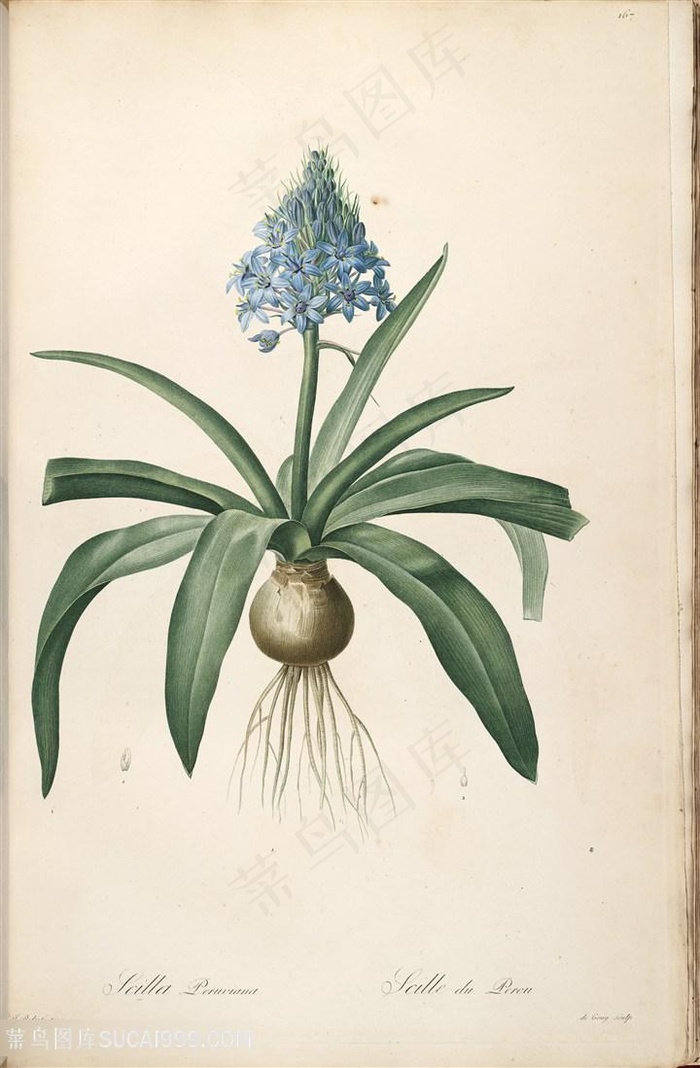 雷杜德高清唯美花卉兰花花草图谱