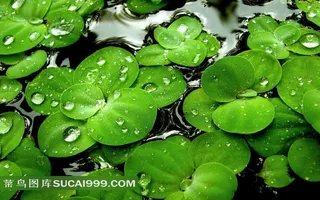 池塘里碧绿的浮萍