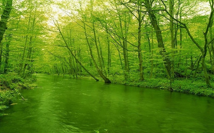 绿色的风景