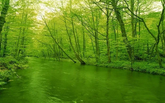 绿色的风景