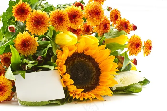 美丽的向日葵花图片