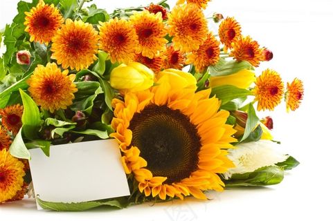 美丽的向日葵花图片