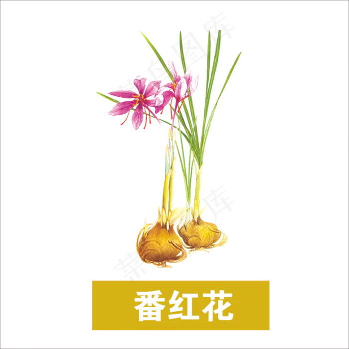 手绘草本中药番红花