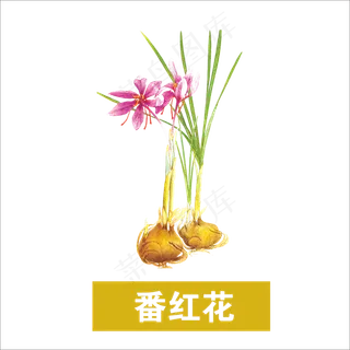 手绘草本中药番红花