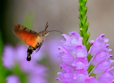 昆虫蜂鸟图图片