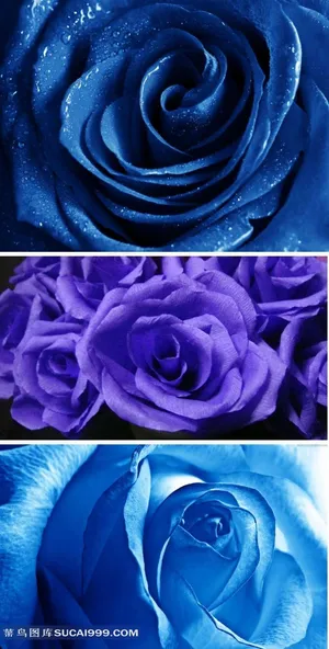 蓝色玫瑰花摄影素材