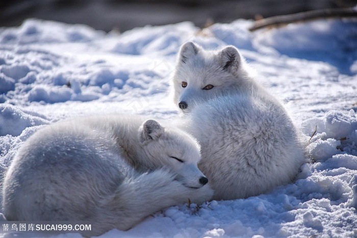 两头睡觉的白狐狸图片