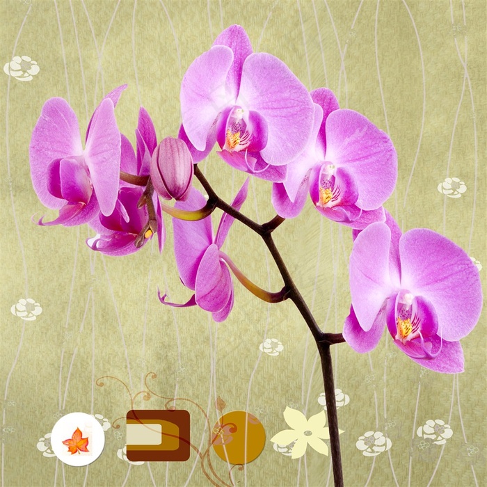 色彩艳丽的兰花