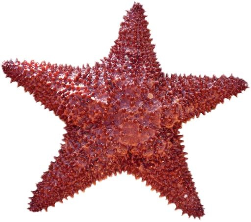 海星 PNG免抠(640x566)