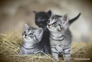 可爱的猫咪图片