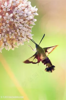可爱的小飞虫与鲜花 可爱的小飞虫与鲜花