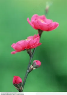 四季花木-一支红色的梅花 四季花木-一支红色的梅花
