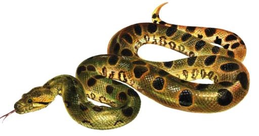 蟒蛇 PNG(750x395)