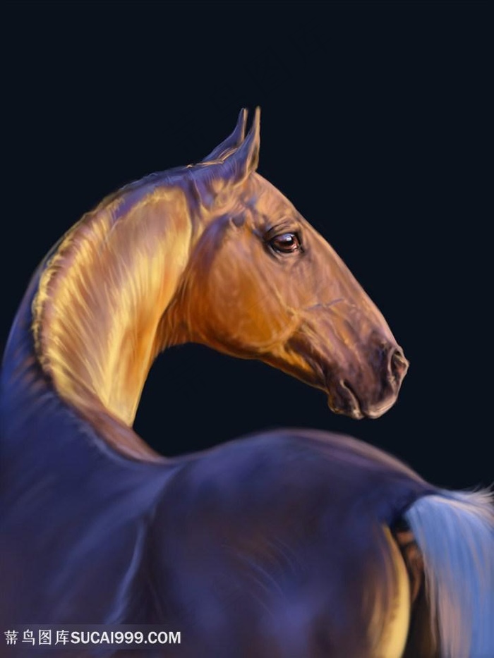 夕阳下回头的骏马图片