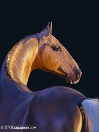 夕阳下回头的骏马图片