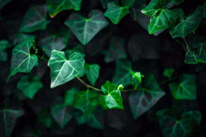 清新绿叶绿植植物叶子特写立夏夏至大暑春夏摄影图(1344x896)