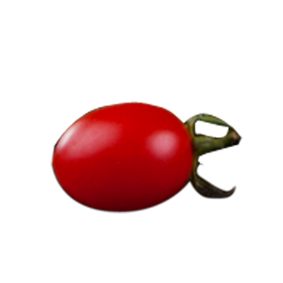 圣女果实物免抠素材