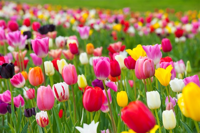 郁金香花海鲜花图片