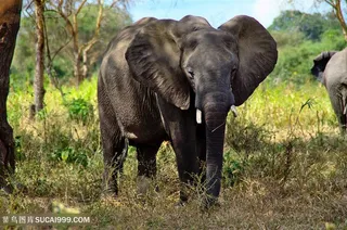 阳光下的泰国大象图片