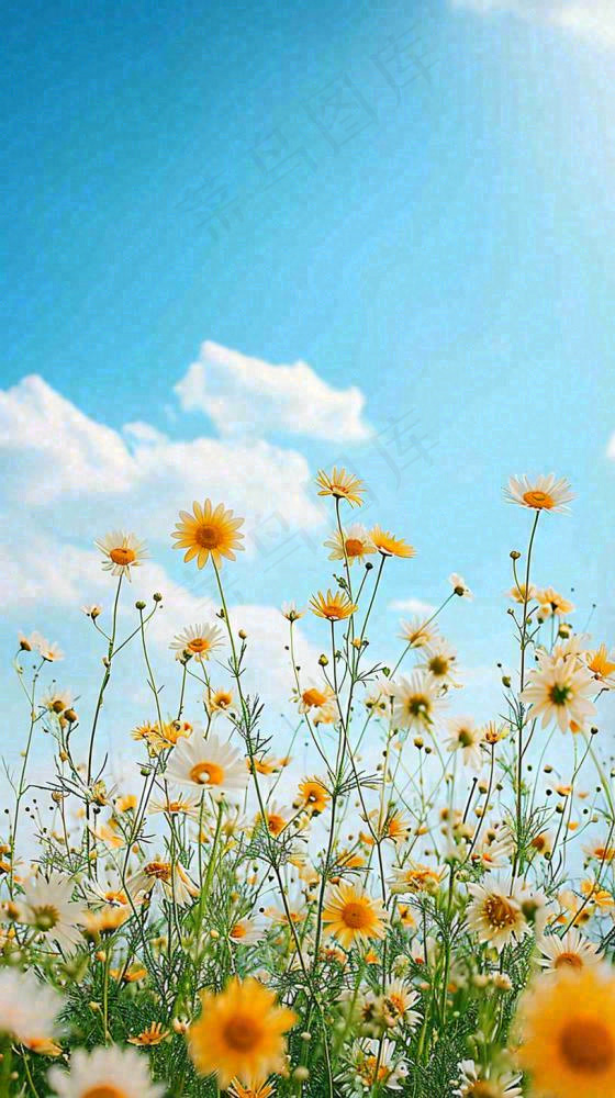 城市晴天阳光鲜花春天蓝天白云，立夏小满
