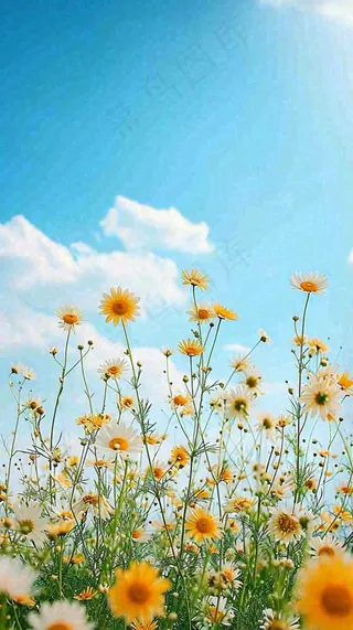 城市晴天阳光鲜花春天蓝天白云，立夏小满