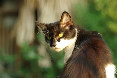 可爱的猫咪素材猫咪图片
