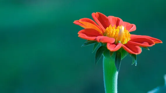 可爱的小花 可爱的小花