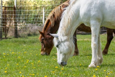 低头吃草的马匹图片