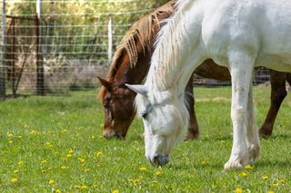 低头吃草的马匹图片
