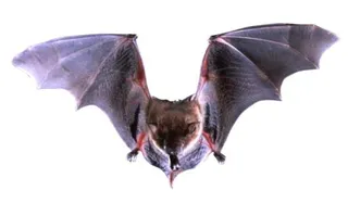 蝙蝠 PNG