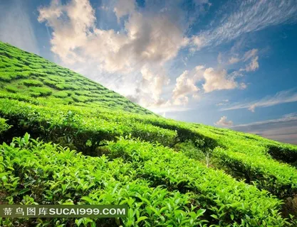 绿色茶树高清田园风光 绿色茶树高清田园风光