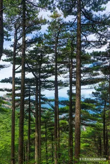 松树林风景图片 松树林风景图片