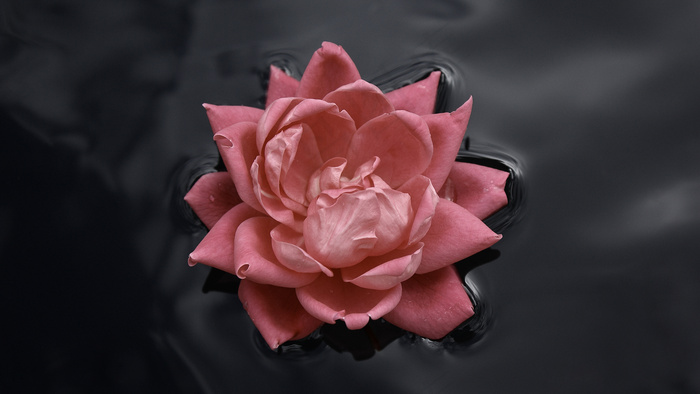 玉树琼花
