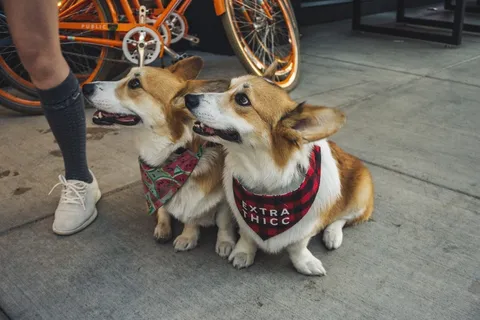 一对可爱柯基犬图片 一对可爱柯基犬图片