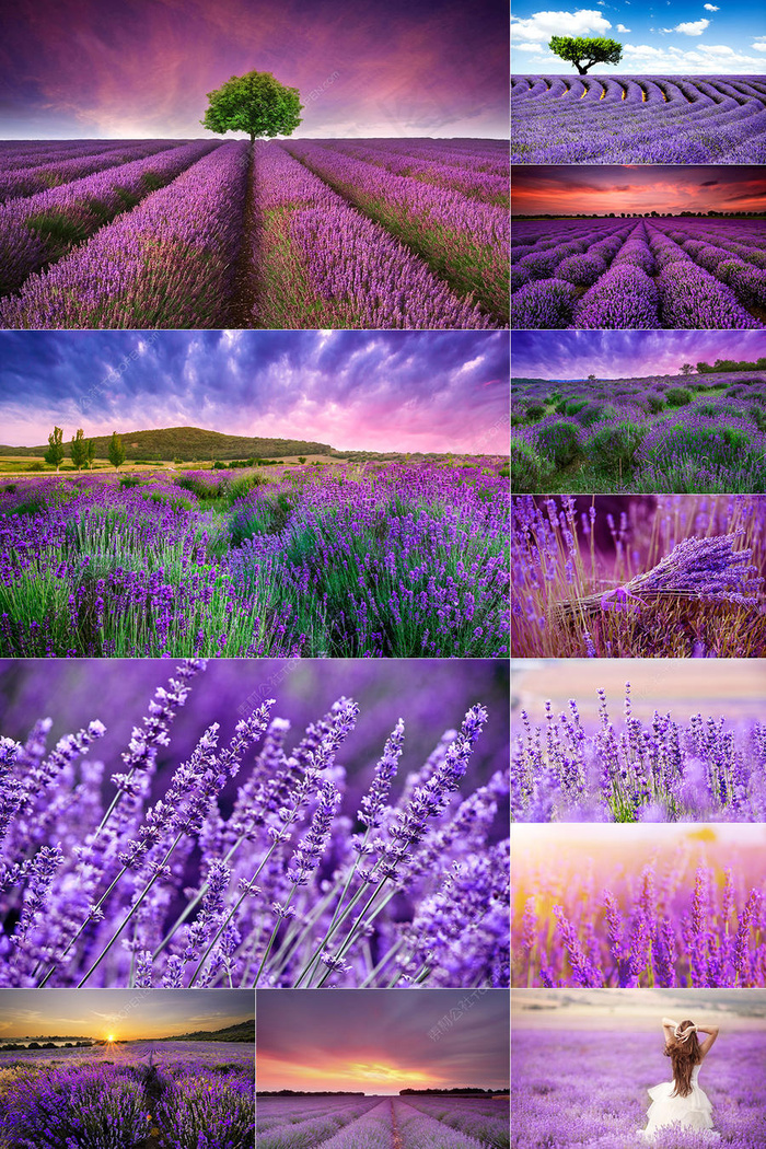 70张薰衣草图片集合