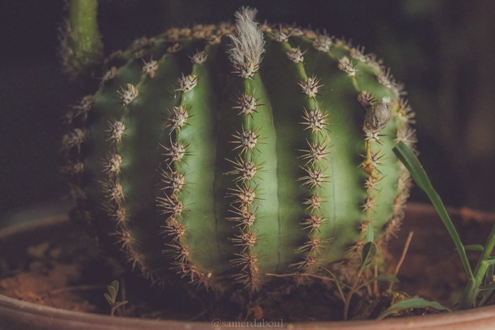 仙人球植物盆栽图片