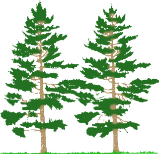 森林树木绿植素材现代农业